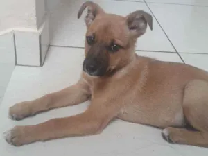 Cachorro raça Sdr idade 2 a 6 meses nome Lessi