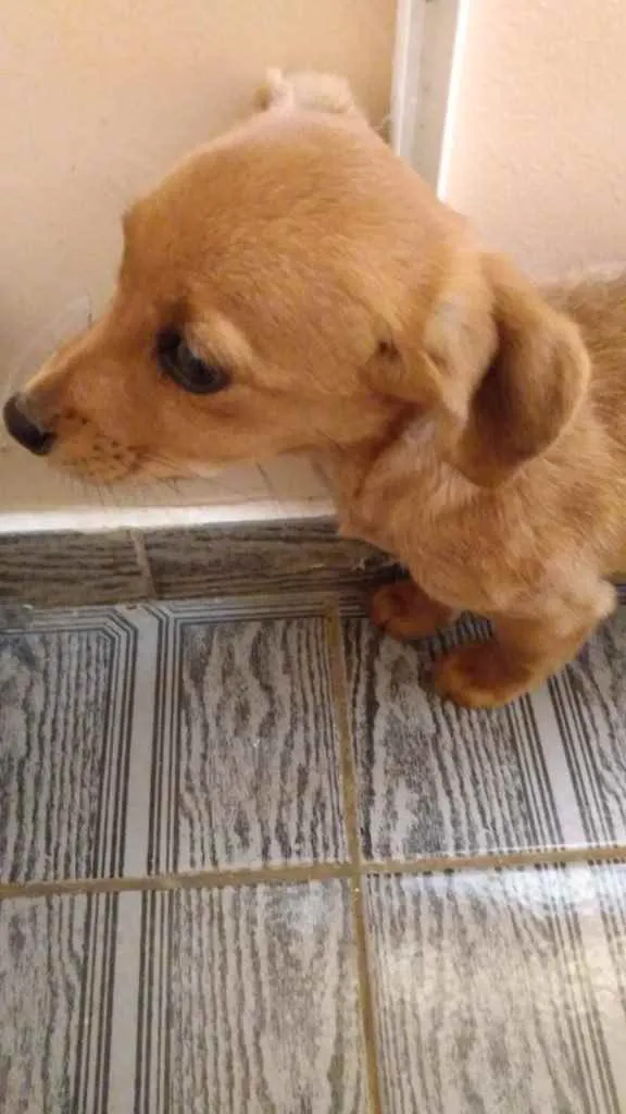 Cachorro ra a Indefinida  idade 2 a 6 meses nome Meninas