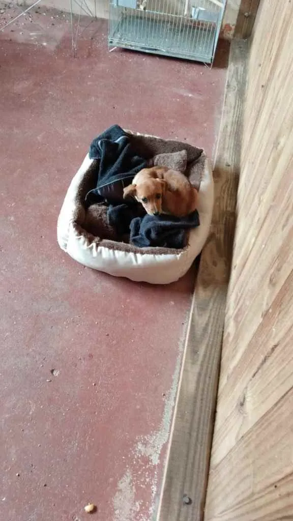 Cachorro ra a Indefinida  idade 2 a 6 meses nome Meninas