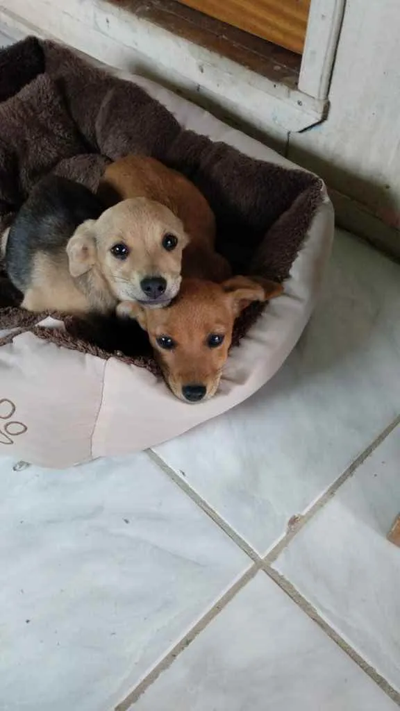 Cachorro ra a Indefinida  idade 2 a 6 meses nome Meninas