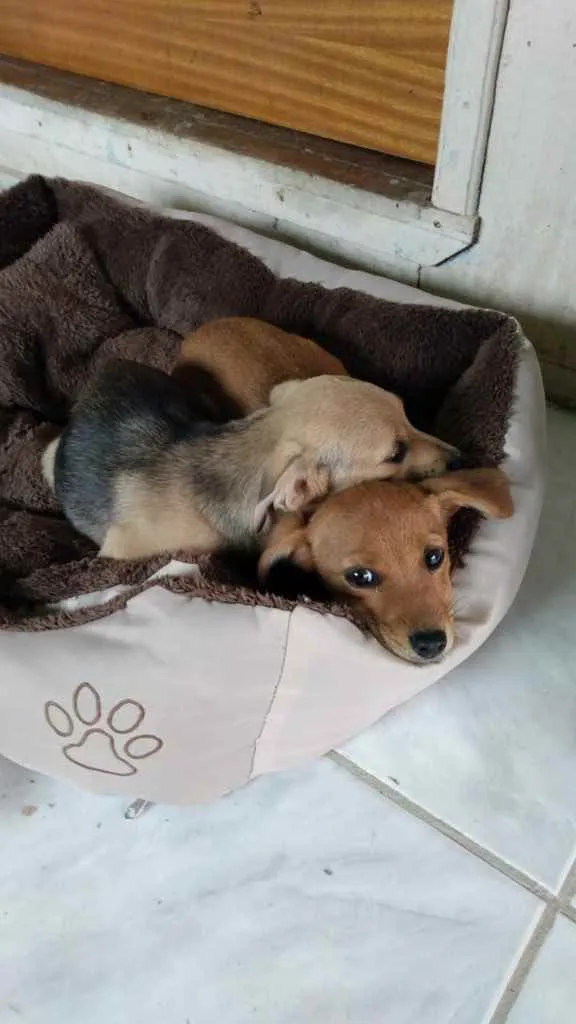 Cachorro ra a Indefinida  idade 2 a 6 meses nome Meninas