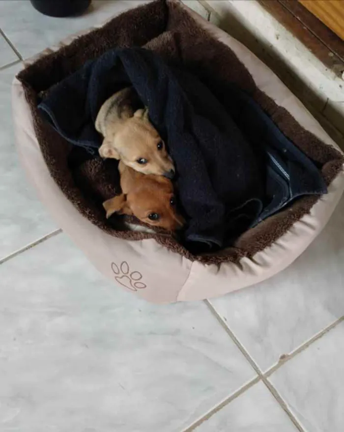 Cachorro ra a Indefinida  idade 2 a 6 meses nome Meninas