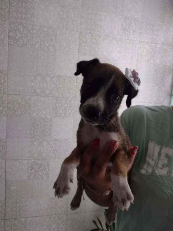 Cachorro ra a SRD idade 2 a 6 meses nome Pipoca 