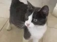 Não tem