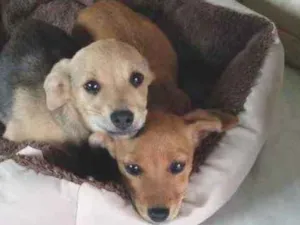 Cachorro raça Indefinida  idade 2 a 6 meses nome Meninas