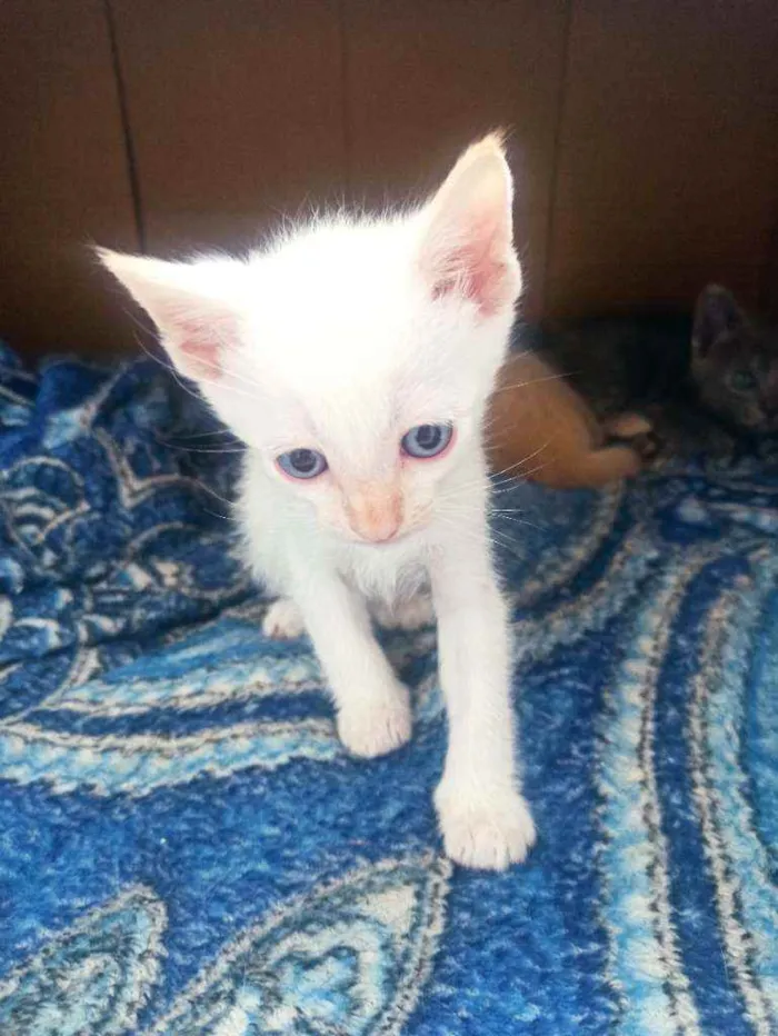 Gato ra a Siamês  idade Abaixo de 2 meses nome Não tem nome