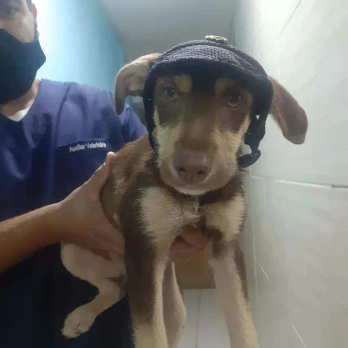 Cachorro ra a SRD idade 2 a 6 meses nome Nutella 