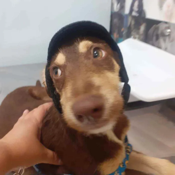 Cachorro ra a SRD idade 2 a 6 meses nome Nutella 