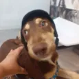 Nutella