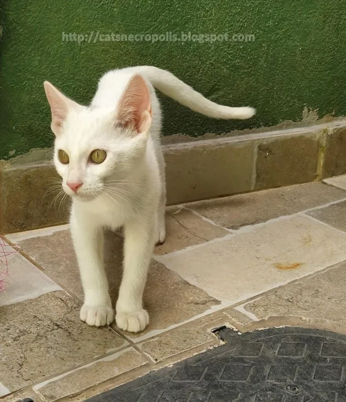 Gato ra a srd idade 2 a 6 meses nome Suspiro
