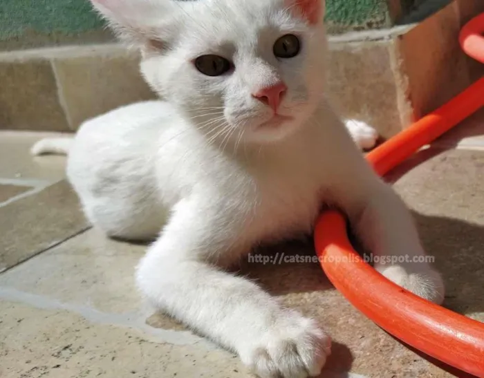 Gato ra a srd idade 2 a 6 meses nome Suspiro