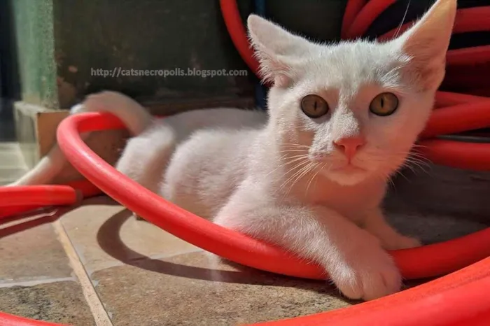 Gato ra a srd idade 2 a 6 meses nome Suspiro