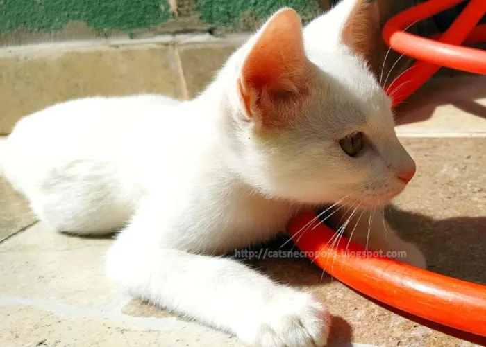 Gato ra a srd idade 2 a 6 meses nome Suspiro