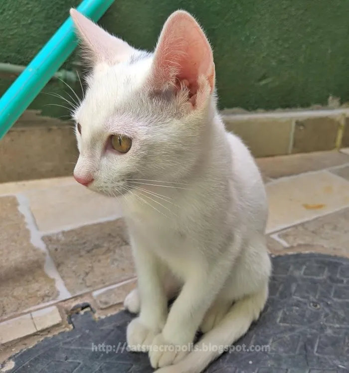 Gato ra a srd idade 2 a 6 meses nome Suspiro
