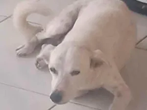 Cachorro raça Indefinido idade 6 ou mais anos nome Tony