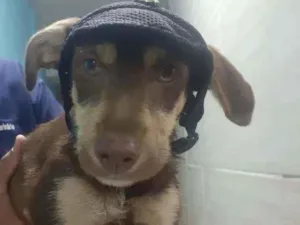 Cachorro raça SRD idade 2 a 6 meses nome Nutella 