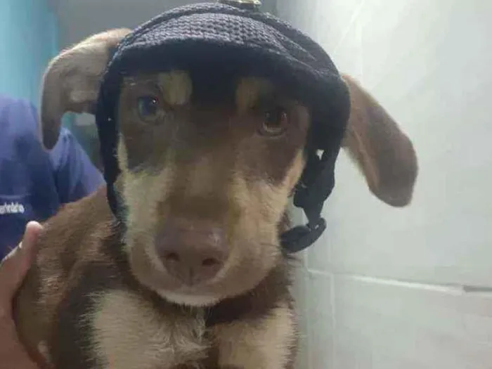 Cachorro ra a SRD idade 2 a 6 meses nome Nutella 