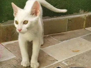Gato raça srd idade 2 a 6 meses nome Suspiro