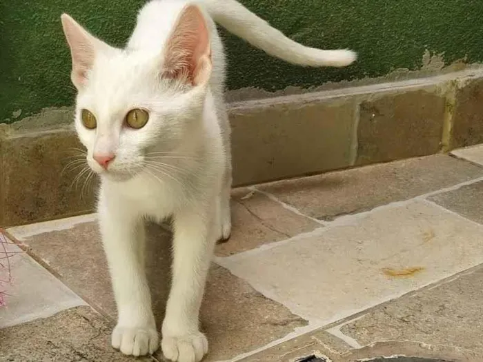 Gato ra a srd idade 2 a 6 meses nome Suspiro