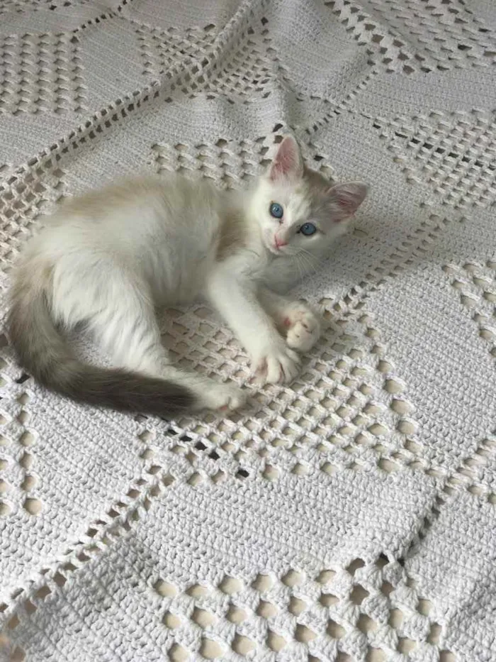 Gato raça Nao sei  idade  nome Nao sei nome 