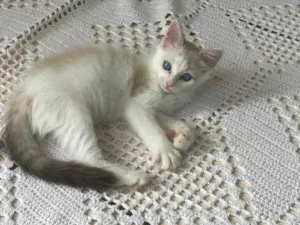 Gato raça Nao sei  idade  nome Nao sei nome 