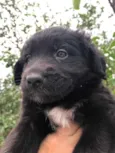 Cachorro raça SRD idade Abaixo de 2 meses nome Sem nome
