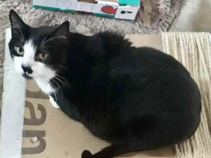 Gato raça Srd idade 3 anos nome Diego