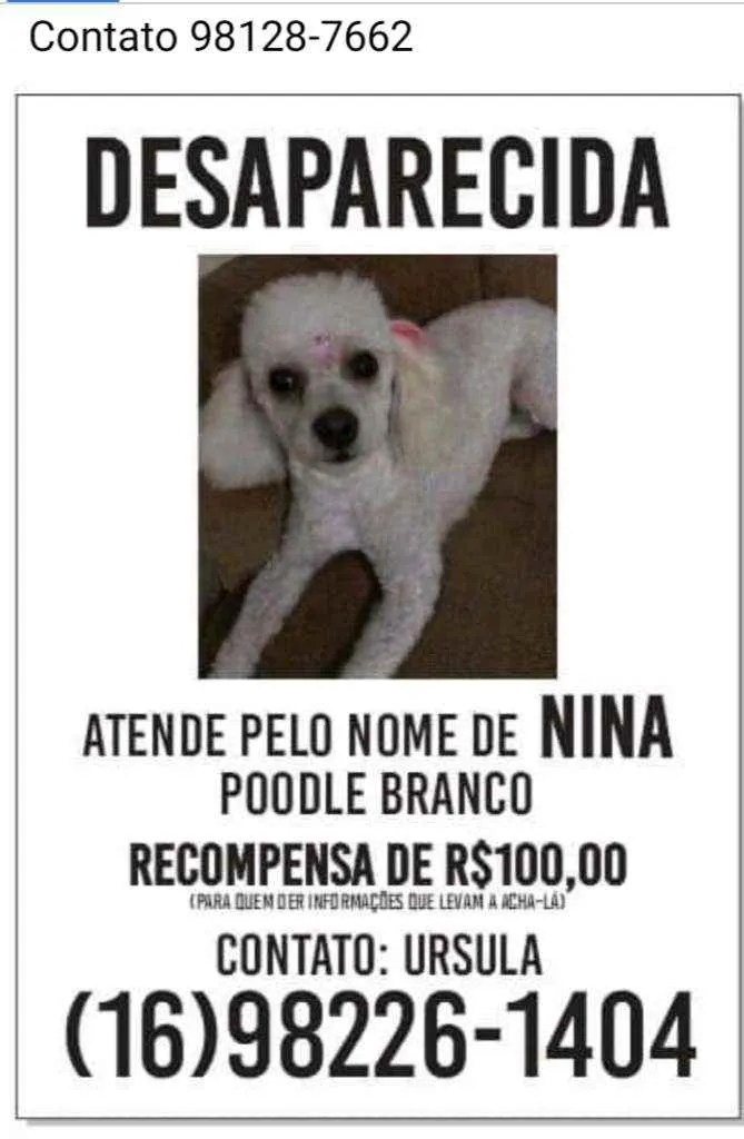 Cachorro ra a Poodle idade 4 anos nome Nina