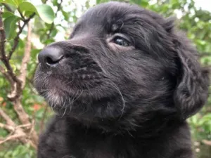 Cachorro raça SRD idade Abaixo de 2 meses nome Sem nome
