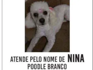 Cachorro raça Poodle idade 4 anos nome Nina