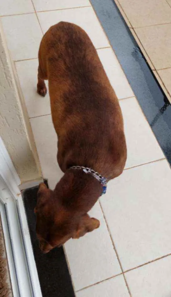Cachorro ra a Labrador idade 3 anos nome Chico