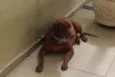 Chico