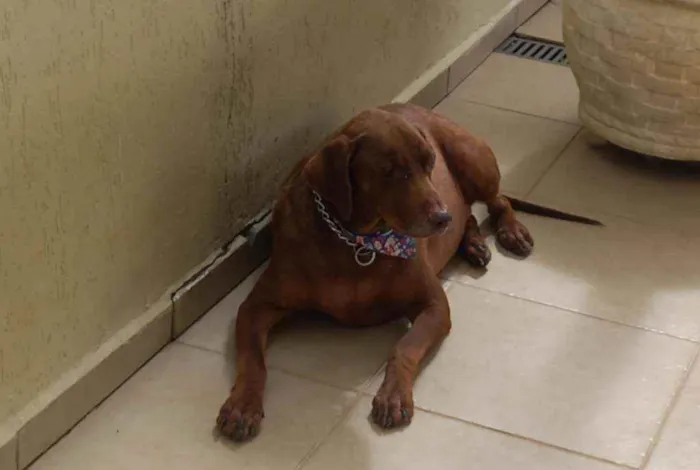 Cachorro ra a Labrador idade 3 anos nome Chico