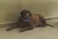 Chico