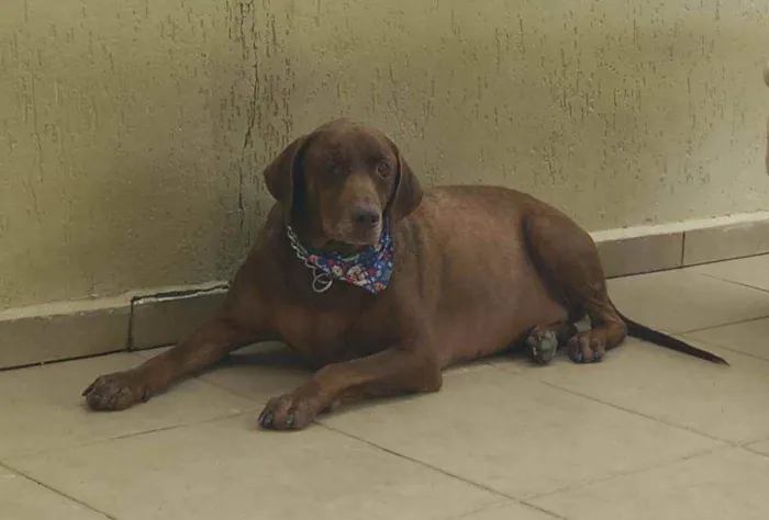 Cachorro ra a Labrador idade 3 anos nome Chico