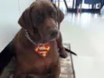 Chico