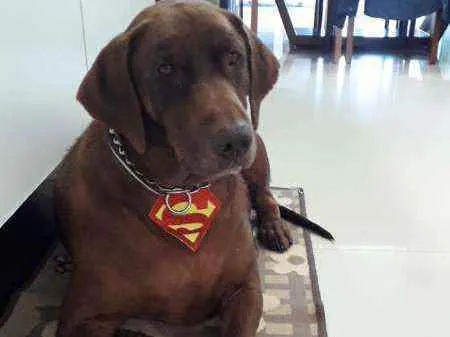 Cachorro ra a Labrador idade 3 anos nome Chico