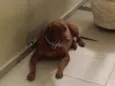 Chico