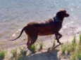 Chico
