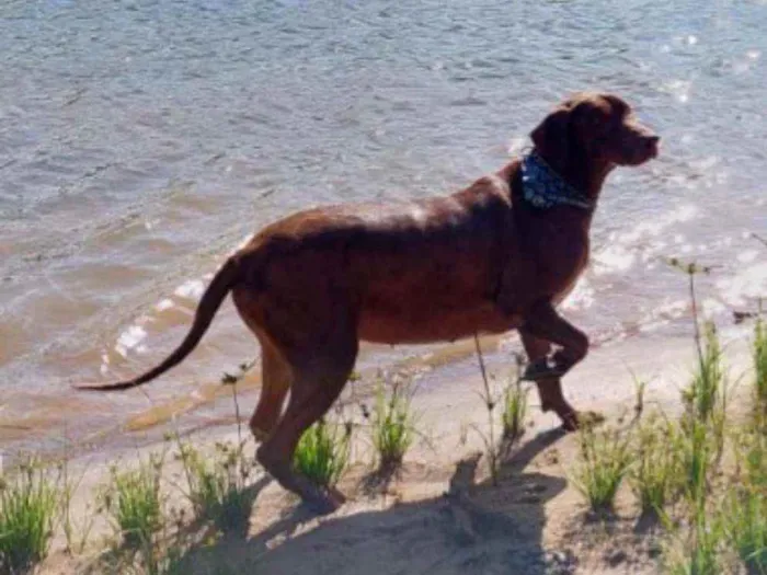 Cachorro ra a Labrador idade 3 anos nome Chico