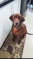 Chico