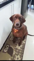 Chico