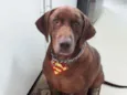 Chico