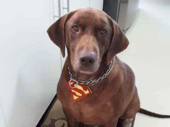 Cachorro ra a Labrador idade 3 anos nome Chico