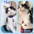 Gato raça SRD  idade 2 a 6 meses nome Theo 