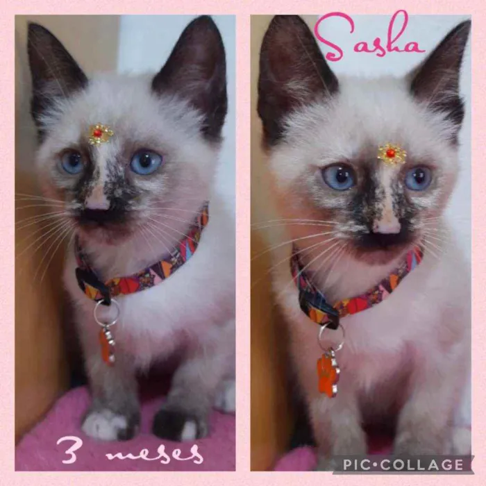 Gato raça SRD  idade 2 a 6 meses nome Sasha 