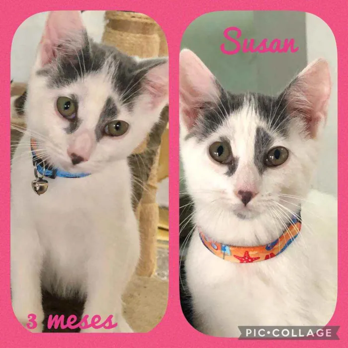 Gato raça SRD  idade 2 a 6 meses nome Susan 