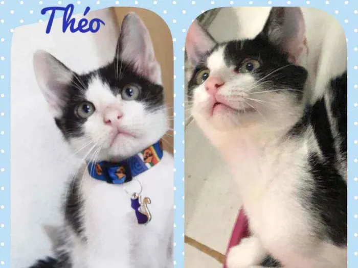 Gato raça SRD  idade 2 a 6 meses nome Theo 
