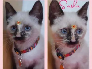 Gato raça SRD  idade 2 a 6 meses nome Sasha 