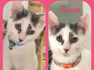 Gato raça SRD  idade 2 a 6 meses nome Susan 